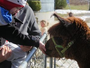 Alpaca at Warm and Cozy Event