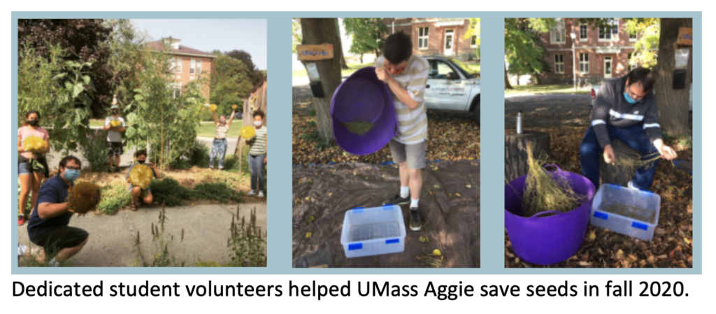 Dedicated student volunteers helped UMass Aggie save seeds in fall 2020.