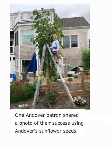 One Andover patron shared a photo of their success using Andover's sunflower seeds